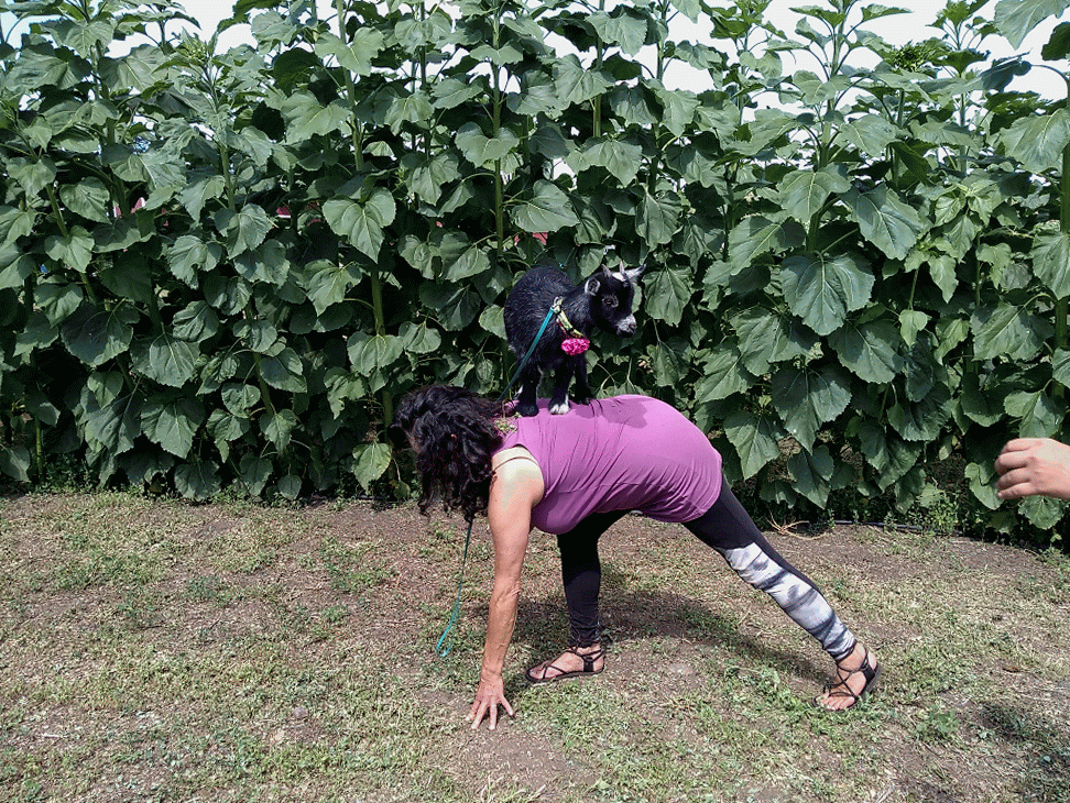 goat yoga